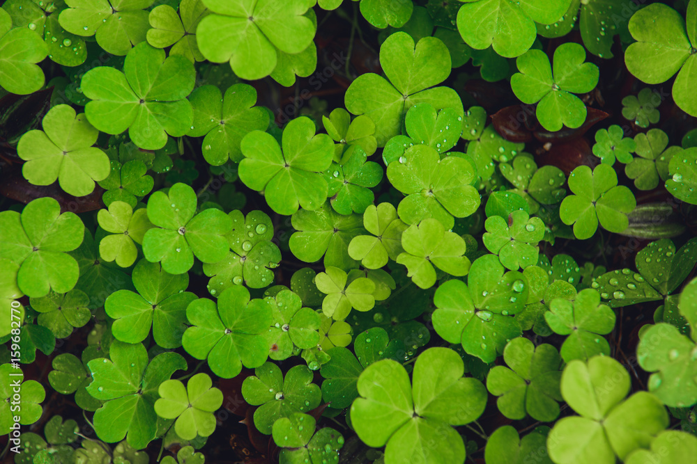 texture of the Shamrock raindrops texture of the Shamrock raindrops