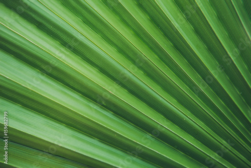 palm leaf closeup © shapovalphoto