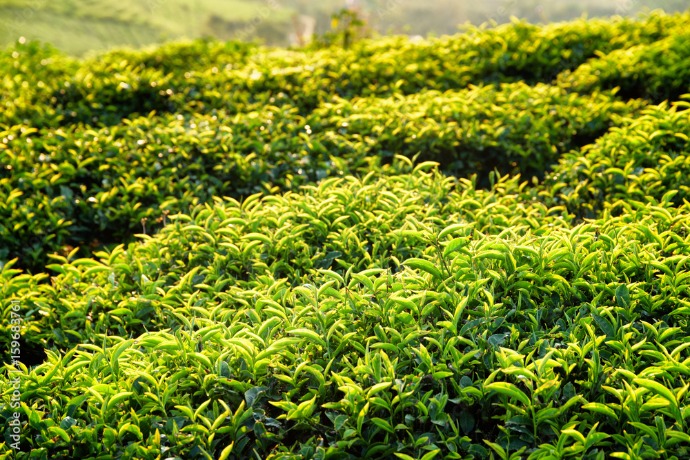 Beautiful young bright green tea bushes at sunset