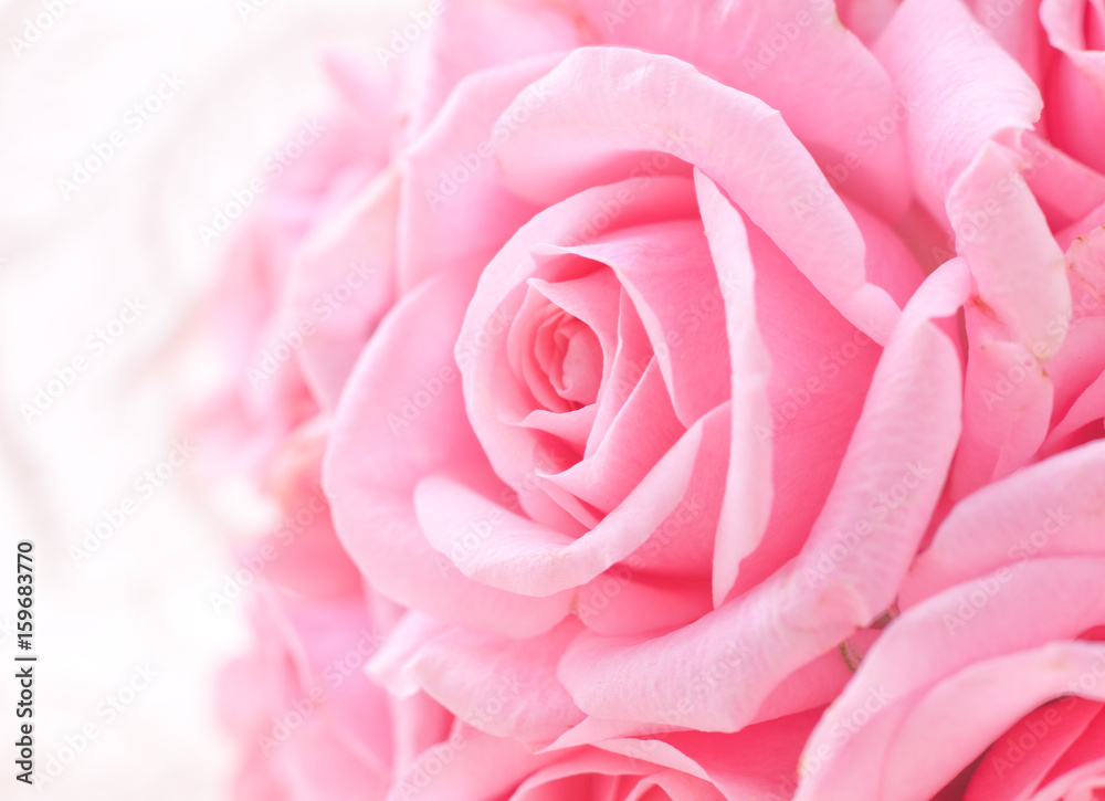 ピンクの薔薇 ピンクの薔薇