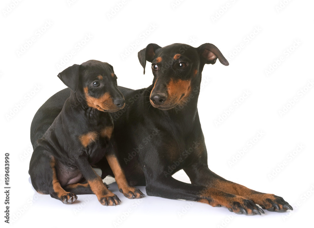 puppy manchester terrier and adult