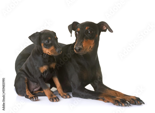 Slika na platnu puppy manchester terrier and adult