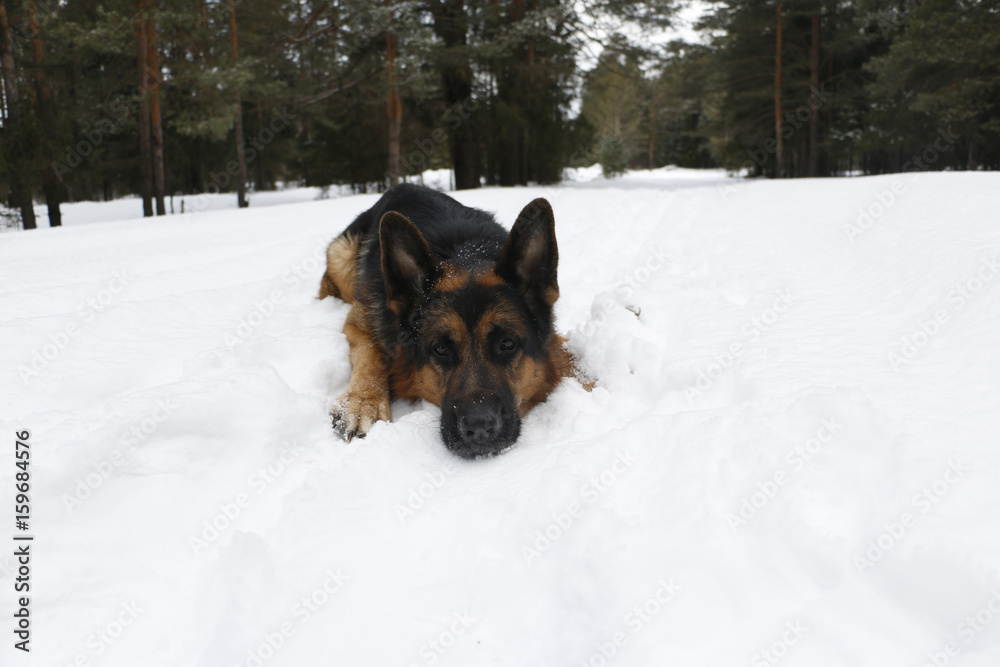 Dog german shepherd in the forest Dog german shepherd in the forest