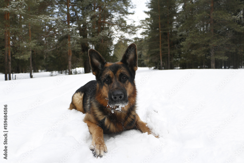 Dog german shepherd in the forest Dog german shepherd in the forest
