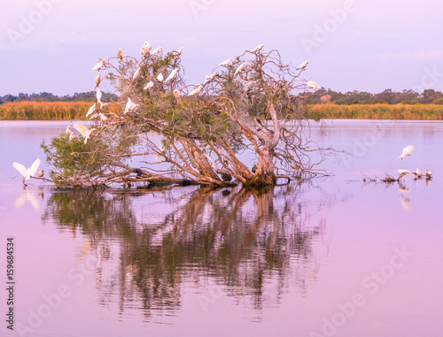 фотографія Herdsman Lake at Dusk