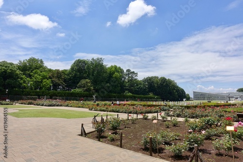 Wallpaper Mural バラ園 Torontodigital.ca