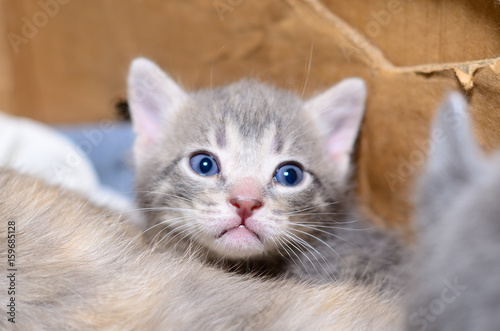 Kitten in cardboard box