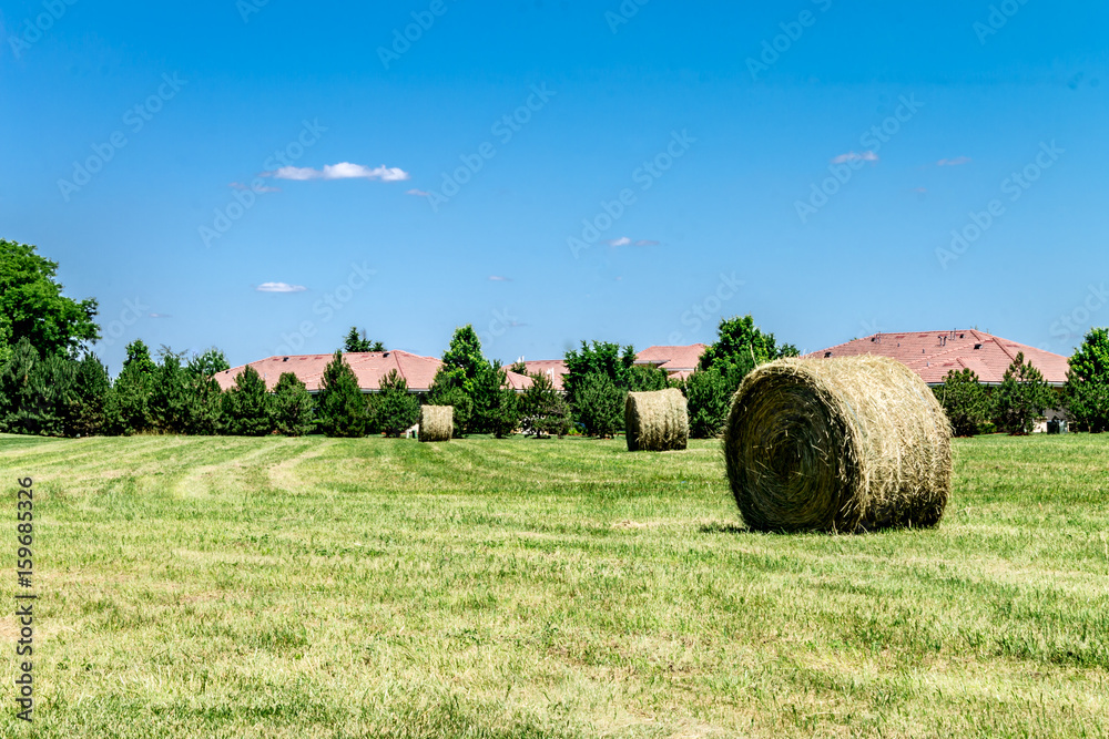 Hay field in the city