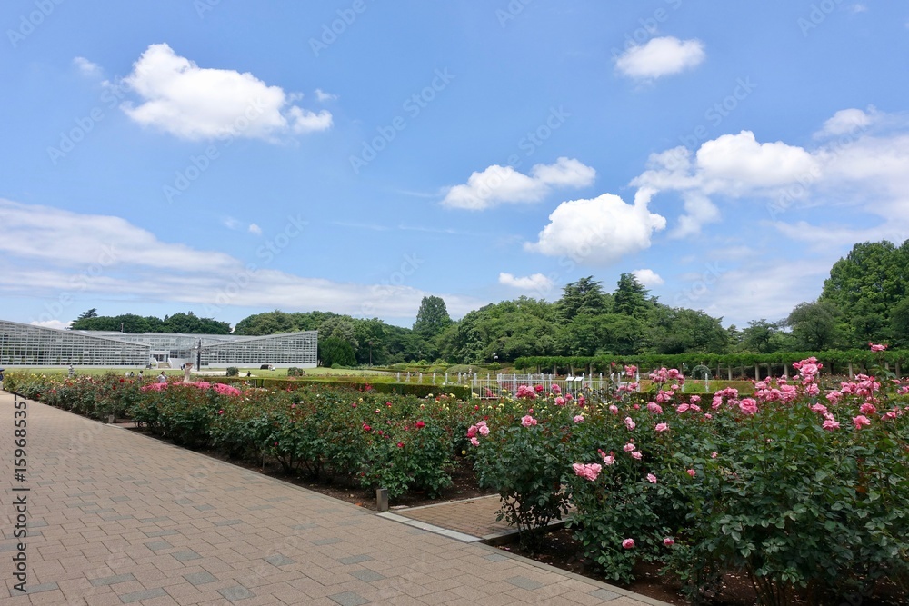 Obraz premium 6月のバラ公園