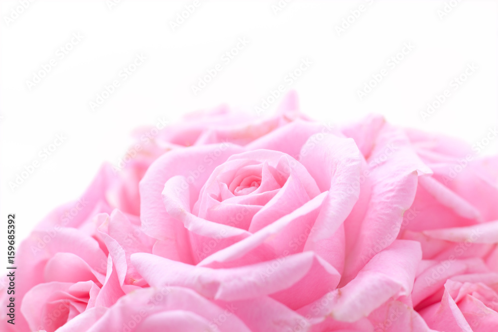 ピンクの薔薇 ピンクの薔薇