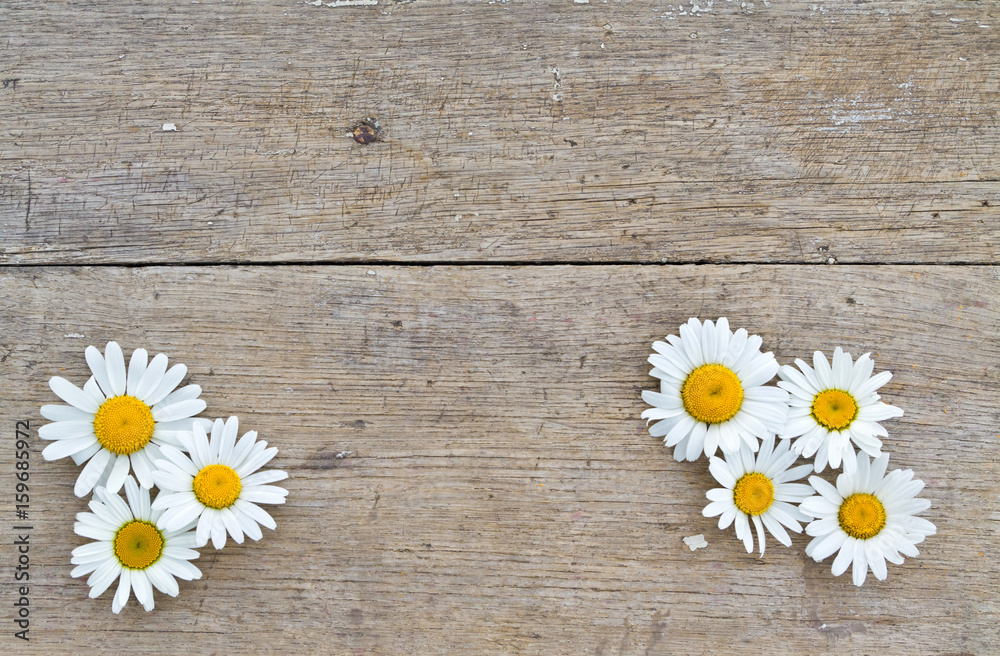 Obraz premium Daisy flowers on wooden background