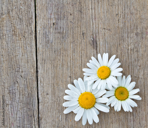 Daisy flowers on wooden background © Marijus
