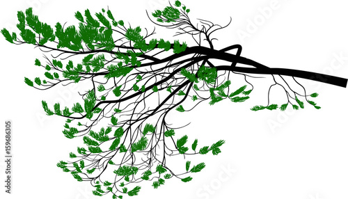 isolated on white lush green pine tree branch