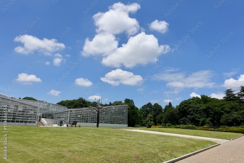 Fototapeta premium 6月の自然公園