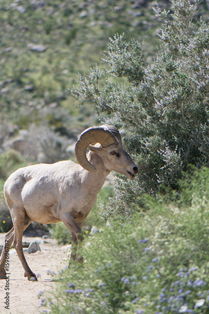 Bighorn Sheep in Southern California Desert Bighorn Sheep in Southern California Desert