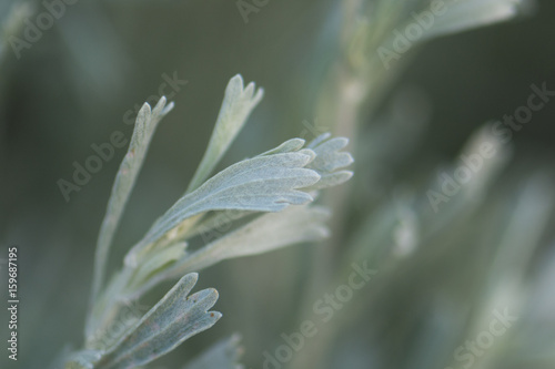 Sagebrush (Artemisia tridentata) photo