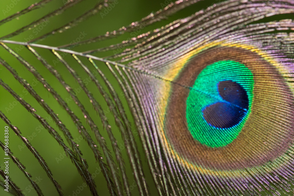 Obraz premium .Beautiful peacock feathers