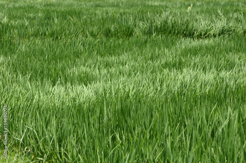 green paddy field
