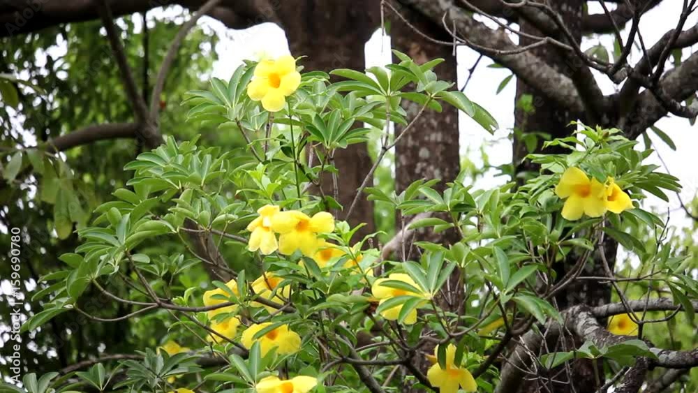 Multiple clip of Yellow Allamanda flower Multiple clip of Yellow Allamanda flower