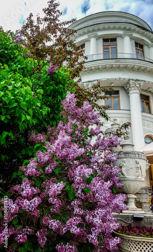 Yelagin palace surrounded by the lilac bush. St.Petersburg, Russia