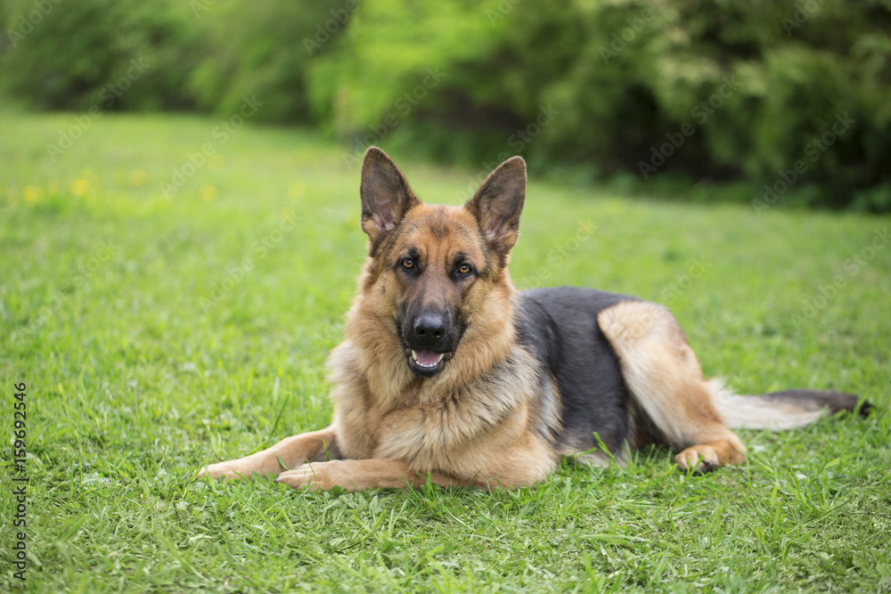 German shepherd portrait outdoor on a green grass German shepherd portrait outdoor on a green grass