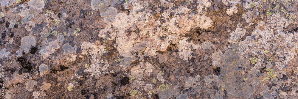 Surface of the granite rock covered with lichen Surface of the granite rock covered with lichen