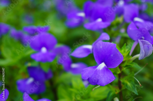 Brazilina snapdragon, Blue Hawaii flower