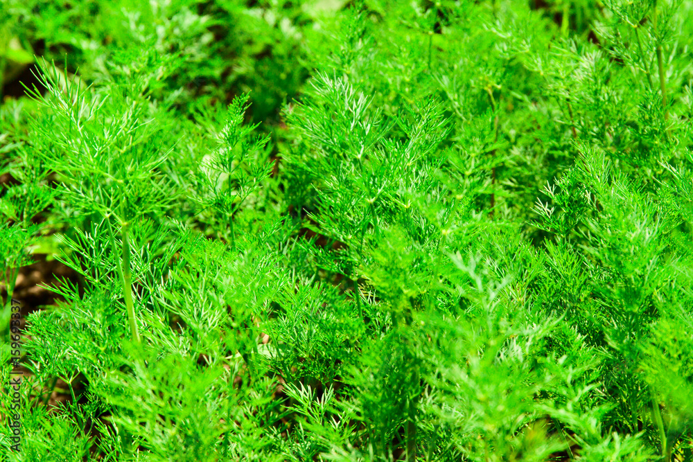 Fresh green dill close up in nature Fresh green dill close up in nature