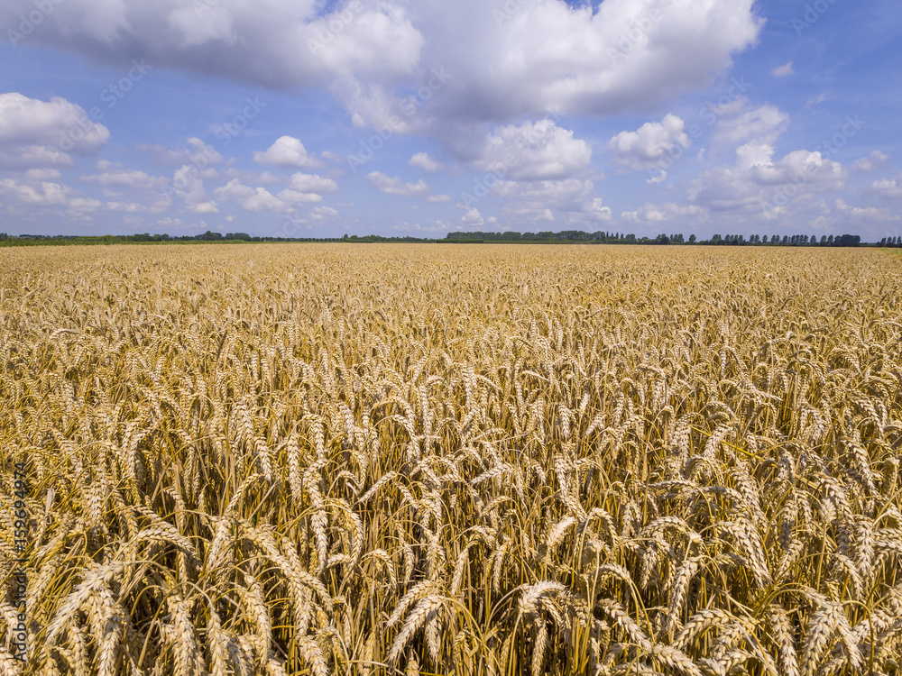 Naklejka premium Field with golden brown, ripe wheat under a half clouded sky