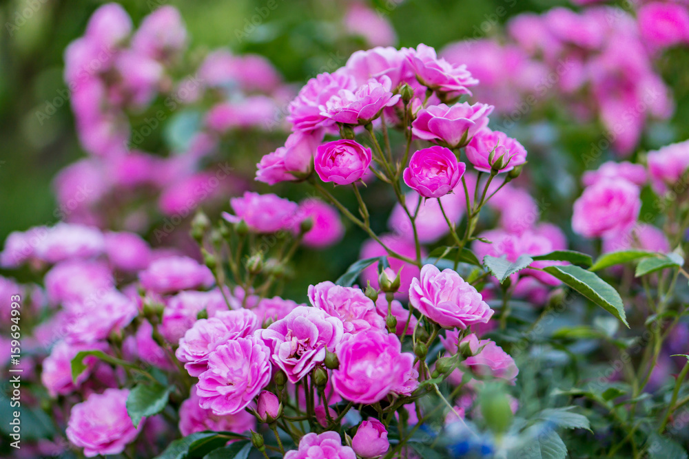 A beautiful rose blossomed in the garden. Kitty pink bouquets, a green bush. Shallow depth of focus. Concept vintage, garden. A beautiful rose blossomed in the garden. Kitty pink bouquets, a green bush. Shallow depth of focus. Concept vintage, garden.