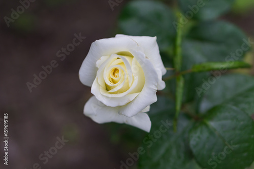 A beautiful rose blossomed in the garden. Gentle pale white color on green shrub. Shallow depth of focus. Concept vintage  garden.
