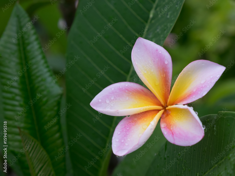 Fototapeta premium Water drops on plumage after rain