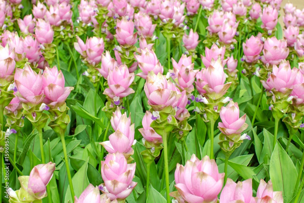 Fototapeta premium siam tulip flowers