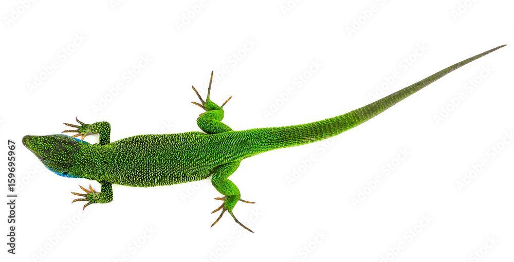 Fototapeta premium Green lizard isolated
