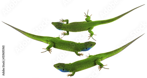 Canvas Print Green lizard isolated