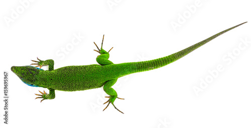Green lizard isolated