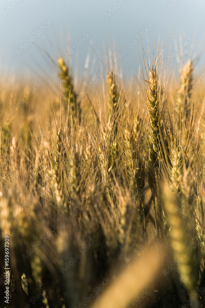 Wheat field in sunny summer day Wheat field in sunny summer day