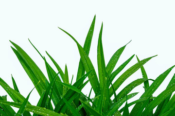 green grass isolated on white background