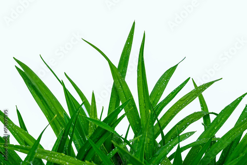 green grass isolated on white background