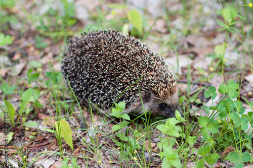 Hedgehog in the woods