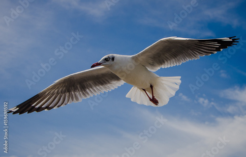 Seagull flying among beautiful sky.