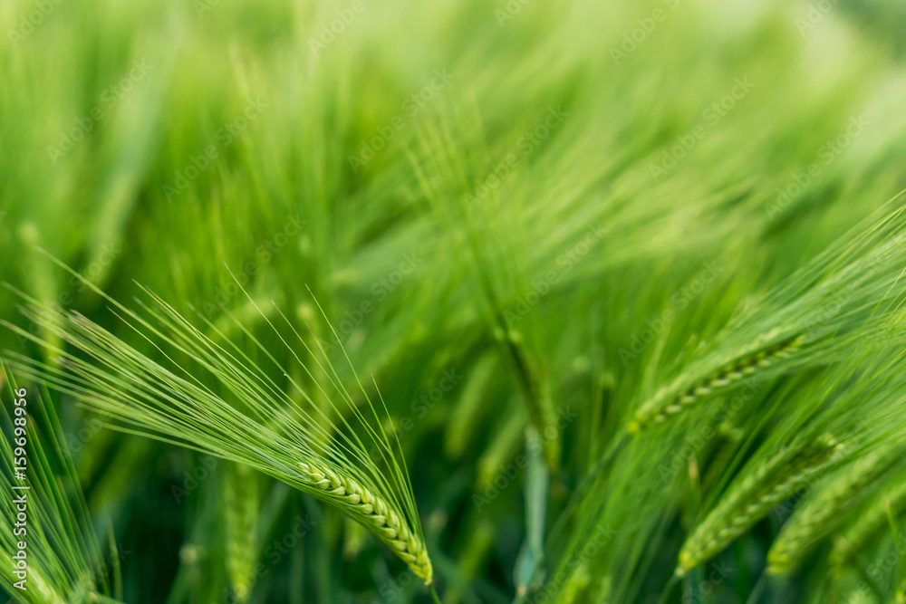 Field of ground barley. Green classes on a pure green background. Selective fokuse. Concept agro culture. Field of ground barley. Green classes on a pure green background. Selective fokuse. Concept agro culture.
