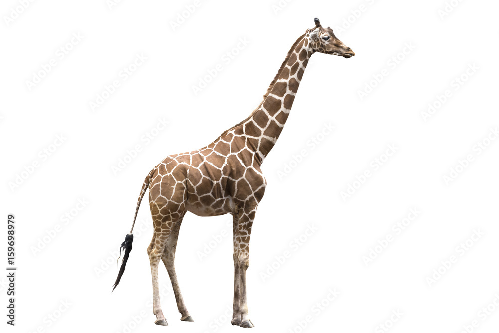 Naklejka premium Giraffe on white background