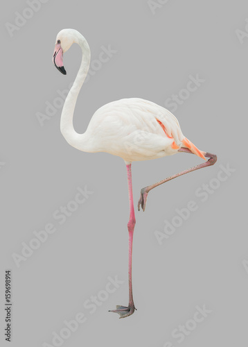 Flamingo isolated