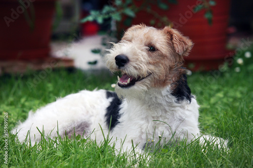 Foto Foxterrier sliegt im Gras