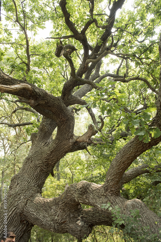 Details from a famous and very old oak tree, from the forest near Letea village, in the Danube Delta area, Romania, in a summer day Details from a famous and very old oak tree, from the forest near Letea village, in the Danube Delta area, Romania, in a summer day