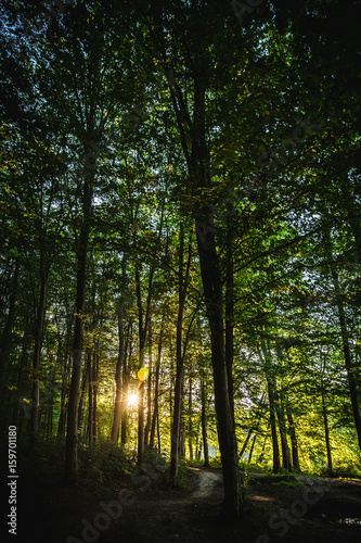 Fototapeta Naklejka Na Ścianę i Meble -  Beautiful sunset in the forest. nature