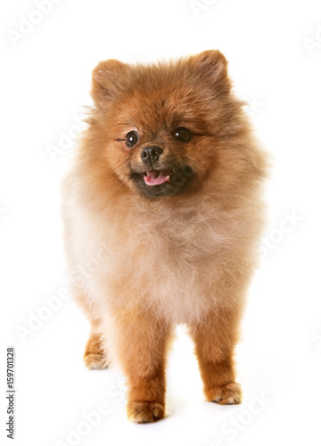 puppy pomeranian dog