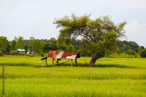 Green-yellow rice field during rainy season Southeast Asia, Thailand, Laos, Vietnam, Cambodia, Burma 
