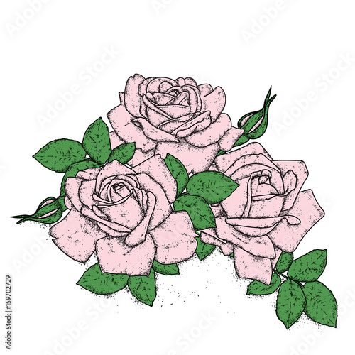 Beautiful roses with leaves and buds. Vector illustration for a postcard or a poster, print for clothes. Vintage flowers.